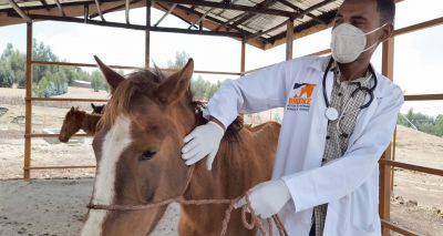 Brooke meets UN for antimicrobial resistance mission